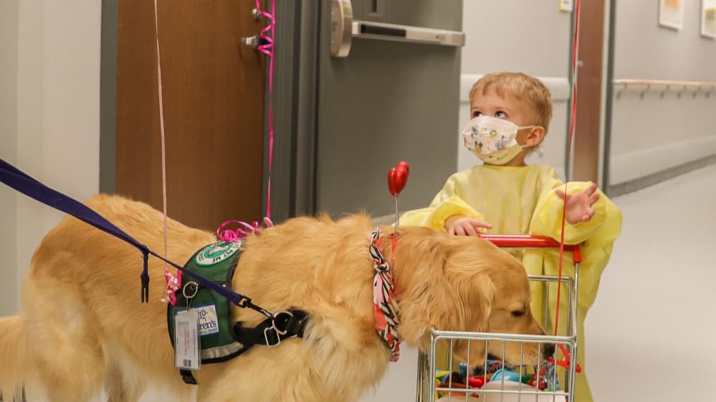 Young patient walking hospital hallway with therapy dog and play shopping cart.